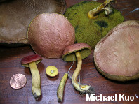 Boletus subfraternus