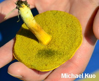 Boletus subfraternus