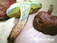 Boletus subfraternus