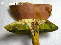 Boletus subfraternus