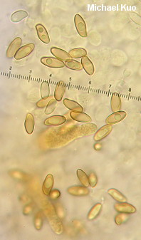 Boletus subfraternus