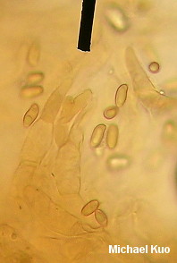 Boletus subfraternus