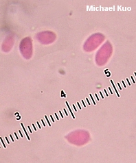 Collybia cookei