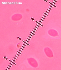 Collybia tuberosa