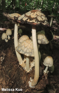 Coprinopsis variegata