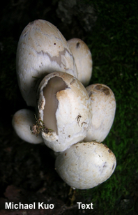 Coprinopsis variegata