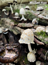 Coprinopsis variegata
