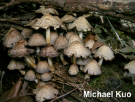 Coprinopsis variegata
