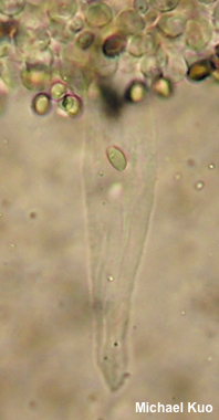 Coprinopsis variegata