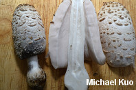 Coprinus comatus