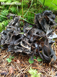 Craterellus cornucopioides