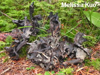 Craterellus cornucopioides