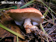 Cystodermella cinnabarina