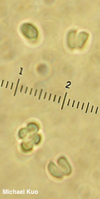 Cystodermella cinnabarina