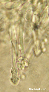 Cystodermella cinnabarina