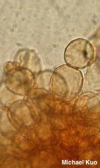 Cystodermella cinnabarina