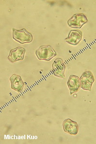 Entoloma incanum
