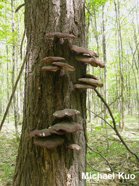 Ganoderma tsugae