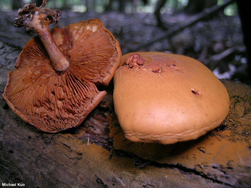 Gymnopilus liquiritiae