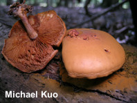 Gymnopilus liquiritiae