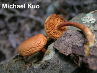 Gymnopilus liquiritiae