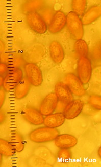 Gymnopilus liquiritiae