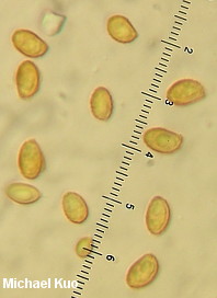 Gymnopilus luteofolius