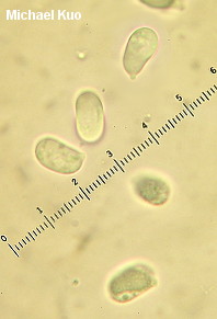 Hygrocybe conica