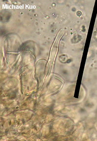Hymenopellis furfuracea