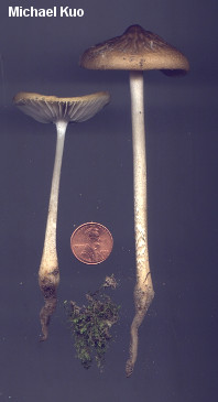 Hymenopellis incognita