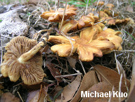 Hypholoma capnoides