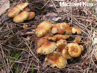 Hypholoma capnoides