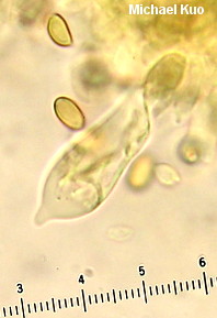 Hypholoma fasciculare