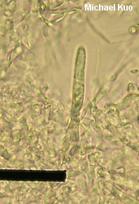 Russula ochroleucoides