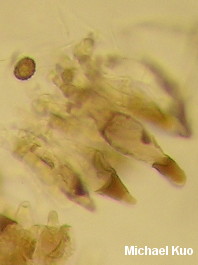 Strobilomyces species 01