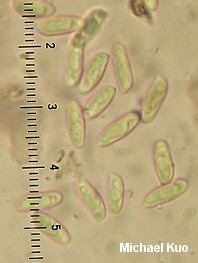 Suillus placidus