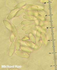 Tylopilus ferrugineus