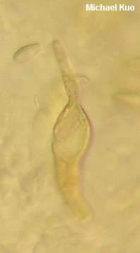 Tylopilus indecisus