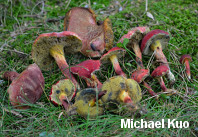 Xerocomellus rubellus