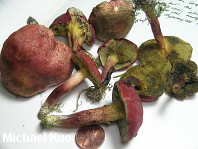 Xerocomellus rubellus