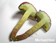 Xerocomellus rubellus