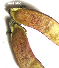 Xerocomellus rubellus