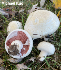 Agaricus andrewii