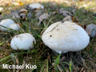 Agaricus andrewii