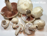 Agaricus andrewii