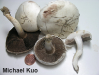 Agaricus argenteus