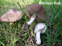 Agaricus kriegeri