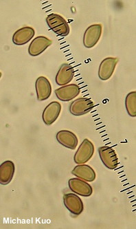 Agaricus placomyces