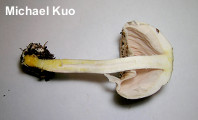 Agaricus pocillator