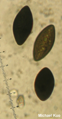 Biscogniauxia atropunctata